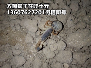 <strong>如何让小蝎子顺利蜕皮长大，大型蝎子养殖基地分享养蝎子技术</strong>