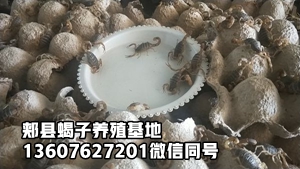 <strong>幼蝎饲养技术蝎子养殖场基地分享蝎子的养殖经验</strong>