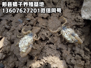 <strong>种蝎子养殖技术及小蝎子饲养技巧</strong>