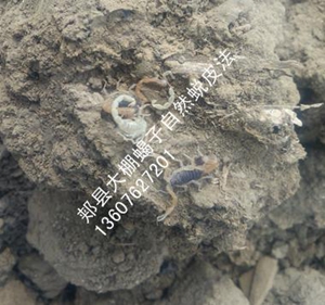 <strong>小蝎子养殖方法蝎子蜕皮技术分析</strong>