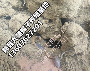 <strong>小蝎子养殖蝎子的天敌是什么</strong>