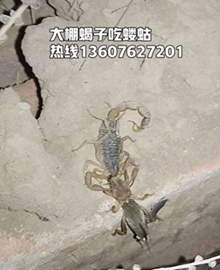 <strong>养殖蝎子技术北方人工养蝎技术视频蝎子养殖有什么要求</strong>