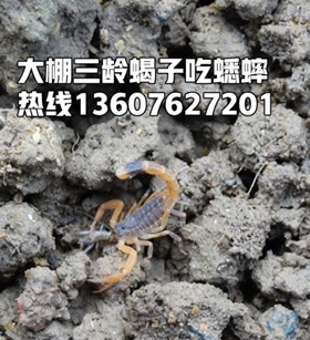 <strong>新手小白想养殖蝎子的三个步骤是什么？</strong>
