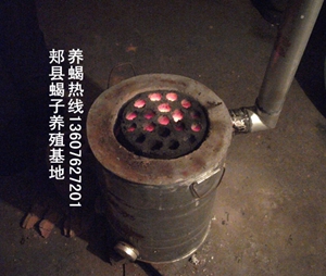 <strong>蝎子养殖什么是无冬眠恒温蝎子养殖方法？蝎子养殖温室暖房一年多少加温费</strong>