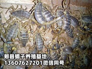 <strong>养蝎子的难点我想去学养蝎子技术大全哪里有蝎子养殖场</strong>