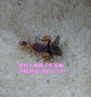 <b>蝎子养殖经验介绍家庭养蝎子技术</b>