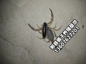 <strong>养蝎子的正确方法我想养蝎子怎么养家庭养殖蝎子的方法</strong>