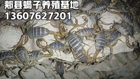 <strong>2026年5月14号蝎子价格行情多少钱一斤</strong>