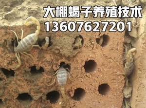<strong>室内蝎子养殖技术蝎子养殖技术视频教学</strong>