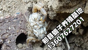 <strong>大棚养蝎子多久长大，塑料大棚蝎子吃什么东西？</strong>