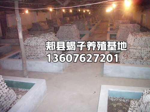 <strong>室内恒温蝎子养殖技术养蝎专家陈超峰分享养蝎子经验</strong>