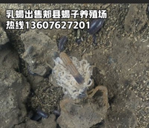 <strong>小蝎子养殖技术蝎子养殖方法分享</strong>