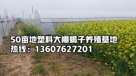 <strong>室内、室外、塑料大棚蝎子养殖成本分别是多少投资和收益？</strong>