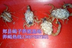 <strong>小蝎子是怎么出生的，全蝎繁殖技术</strong>