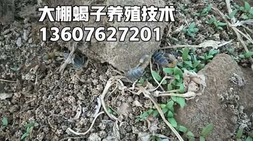 <strong>家庭蝎子养殖技术经验新手养蝎子怎么起步</strong>