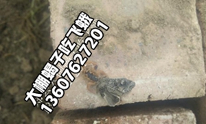 <strong>蝎子多长时间长大</strong>