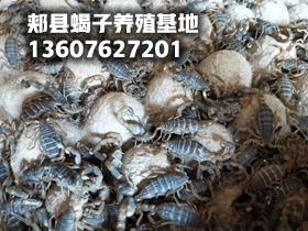 <strong> 蝎子的价格规律夏天便宜冬季贵，最新蝎子价格行情</strong>