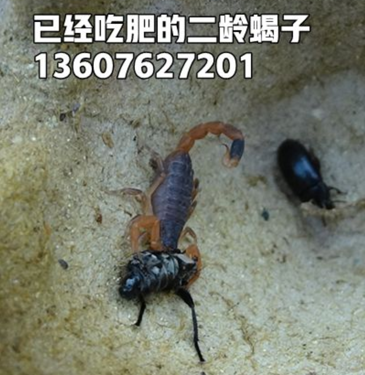 <strong>刚开始饲养蝎子，是买孕蝎划算还是小蝎子划算呢？</strong>