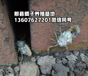 <strong> 淘汰单体养蝎技术采用集体群脱群繁蝎子养殖技术是蝎子养殖业发展的方向 人</strong>