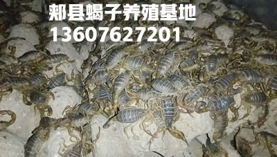 <strong>养殖蝎子有利润吗？家庭养蝎子赚钱吗？</strong>