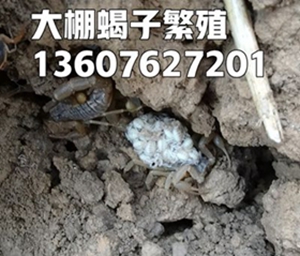 <strong>蝎子的养殖环境及部分疾病预防治疗方法</strong>
