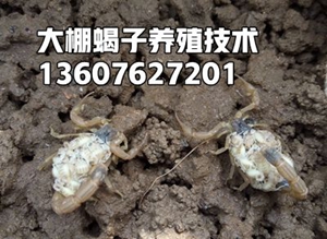<strong>蝎子多久喂一次？全蝎蝎子吃的食物有哪些？</strong>