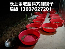 <b>种蝎子养殖技术及小蝎子饲养技巧</b>