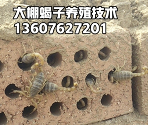 <strong>2026年6月12号全蝎价格，最新蝎子价格行情多少钱一斤</strong>