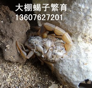 <strong>野生蝎子不能做种蝎子，家养品种的孕蝎就是专门用于人工饲养的种蝎子</strong>
