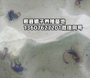 <strong>蝎子吃的食物及蜕皮的技术方法</strong>