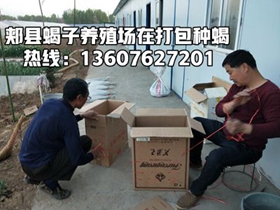 <strong> 蝎子吃单一的黄粉虫怎么样？养蝎专家陈超峰分享蝎子养殖技术</strong>