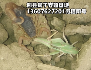 <strong> 蝎子养殖吃的食物是什么？蝎子吃猪肉鸡肉吗？</strong>
