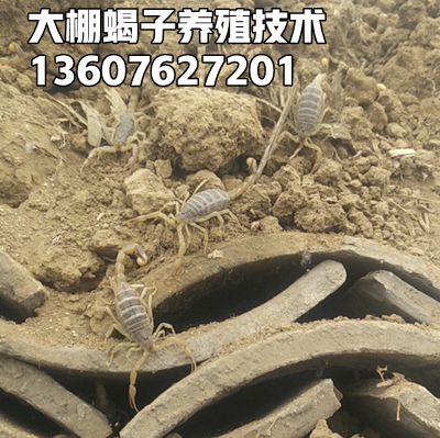 <strong>野生孕蝎不能做种蝎子，家养品种的孕蝎就是专门用于人工饲养的种蝎子</strong>
