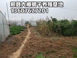 <strong>小蝎子养殖技术家庭蝎子养殖方法技巧常识</strong>