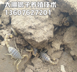 <strong>蝎子的干枯病和大肚子病的病因和预防和蝎子的天敌怎么处理 </strong>