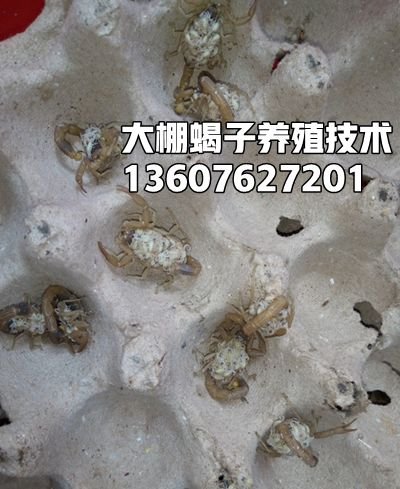 <strong>什么是室内集体群产群蜕蝎子养殖技术</strong>