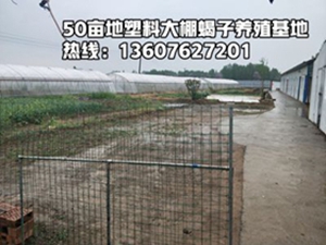 <strong>养殖蝎子的全过程蝎子养殖大棚技术群繁群蜕塑料大棚蝎子养殖模式</strong>