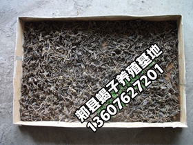 <strong>看看今天的蝎子养殖市场价格多少钱一斤</strong>