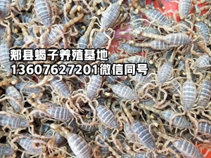 <b>2026-7-29的蝎子养殖市场价格多少钱一斤</b>