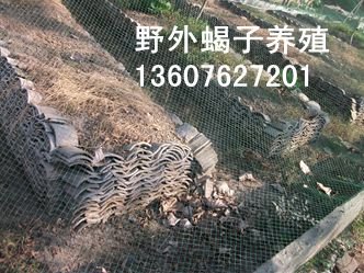<strong>室外仿野生蝎子养殖技术，野生蝎子养殖经验</strong>
