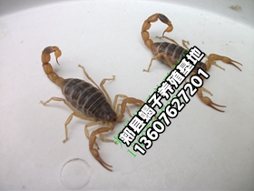 <strong>河南省平顶山市郏县蝎子养殖基地家养品种的种蝎子价格多少钱一斤一组一单元</strong>