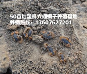 <b>蝎子蜕皮的条件有哪些怎么让蝎子顺利蜕皮呢</b>