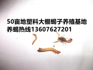 <b>家养品种的种蝎子育种方法</b>