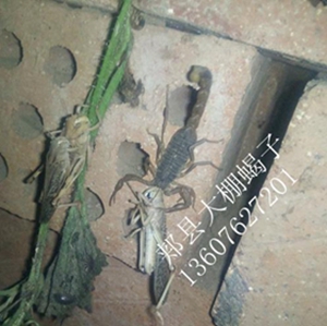 <b>蝎子养殖怎样做到食物营养多样化河南郏县陈超峰手把手教你蝎子养殖技术</b>