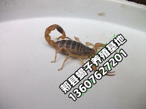 <strong>蝎子养殖也会得病，为什么呢？</strong>