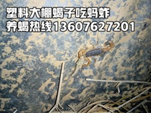 <strong>小白家庭养蝎子第一步新手怎么养蝎子室内蝎子养殖技术</strong>