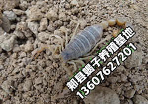 <strong>2026年8月22日最新蝎子市场价格行情多少钱一斤</strong>