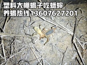 <strong>蝎子怎么养殖养蝎专家陈超峰分享蝎子养殖技术经验传授</strong>