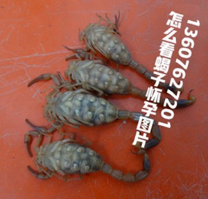 <strong>陈超峰讲解孕蝎繁殖技术大型蝎子养殖基地分享母蝎子分娩方法</strong>