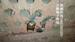 <strong>蝎子养殖市场前景最新蝎子养殖技术</strong>